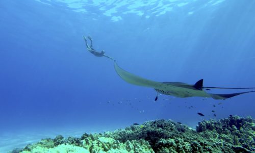 Tauchen mit Mantas an der Küste von Kona