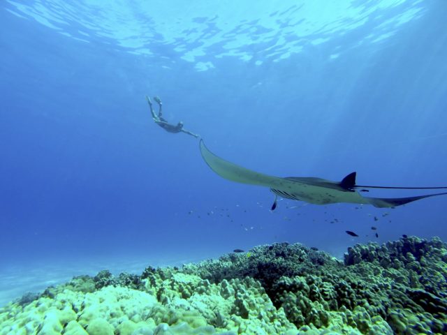 Tauchen mit Mantas an der Küste von Kona