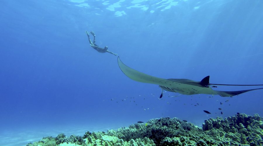 Tauchen mit Mantas an der Küste von Kona
