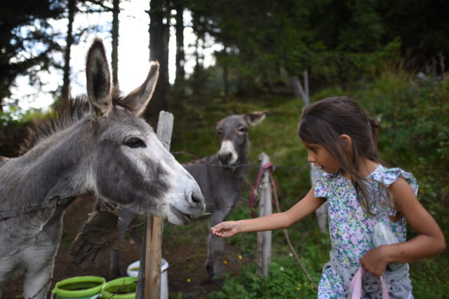 Das Almdorf Eselspaar@Das Almdorf World Peace Eco Resort