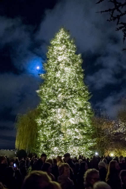Baur Au Lac Christmas Tree