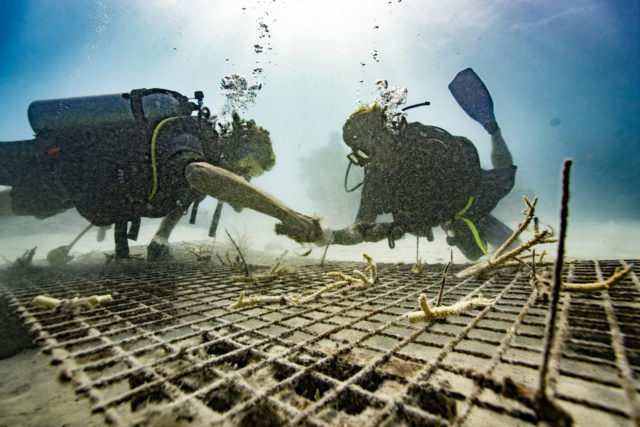 Planting Coral