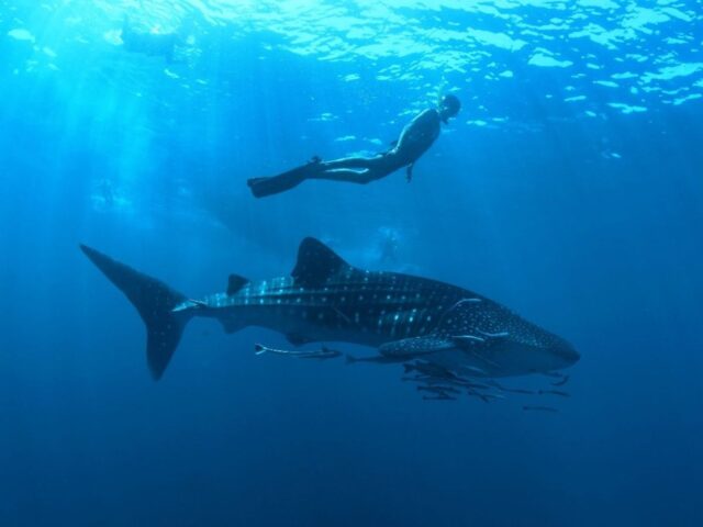 6 Nova Maldives Snorkeling With Whale Sharks (1)