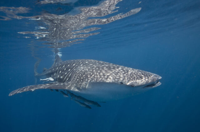 Head,Shot,Of,A,Large,Whale,Shark,(rhincodon,Typus),Feeding