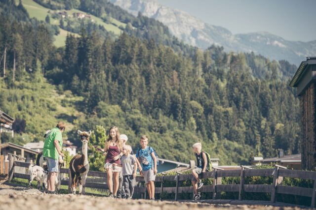 Alpaka Wanderung Alpina Zillertal
